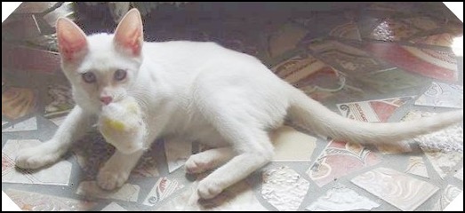 White kitten with toy in mouth